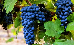 Early ripening dark-skinned grape variety Primitivo