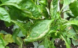 Pepper leaves are falling: what to do to save your plantings and prevent problems