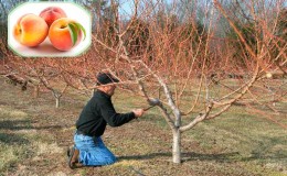 How to properly prune a peach in the fall and why it is needed