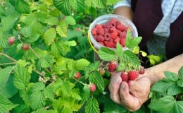 Guide to caring for raspberries after harvest in July