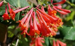 Brown's fuchsia honeysuckle is a bright decorative variety