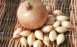 Onion hybrid Hercules: can it be planted before winter and cultivation features