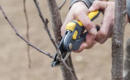 When to prune cherry trees in the fall and how to do it correctly