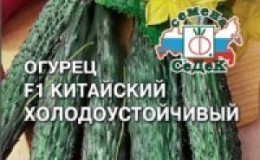 Hybrid cucumber Chinese cold-resistant f1 for growing in regions with harsh climates