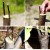 How to plant an apple tree in the fall and how to do it correctly