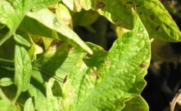 A common problem for summer residents: leaves on tomatoes turn yellow - what to do and how to prevent this?
