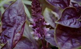 What does basil look like and what are its characteristics?