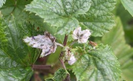 How to treat white plaque on currant leaves: chemicals and folk remedies