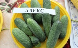 Let's get acquainted with the cucumber hybrid Alex f1 and learn how to grow it correctly