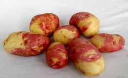 Potato variety Limonka: description, characteristics and reviews