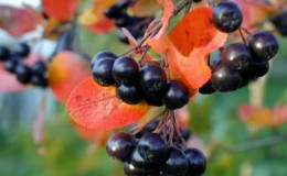 Instructions for pruning chokeberry in the fall for beginner gardeners