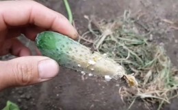 How to cure cucumbers in a greenhouse from white rot