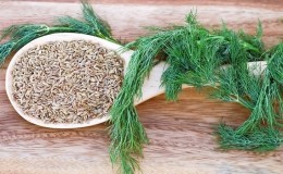 Dill for cleansing the brain: how to take it and contraindications