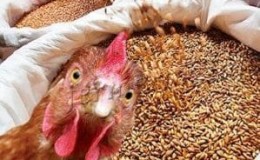 Is it possible to give rye to rabbits, chickens, pigs and cows?