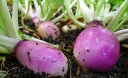 How to get a good harvest of rutabaga: growing and care according to instructions for beginners