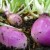 How to get a good harvest of rutabaga: growing and care according to instructions for beginners