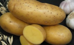 Early ripening variety Empress for sowing seeds