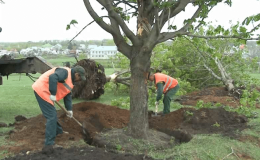 How and when you can transplant a chestnut: instructions