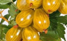 Thornless sweet and sour gooseberry variety Russian yellow