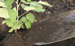 A guide to transplanting raspberries to a new location in the fall for beginning gardeners