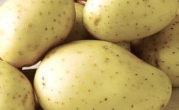 High-yielding potato variety Giant with large tubers
