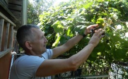 What care for grapes is required in June and how to carry it out correctly