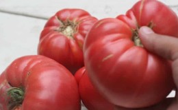 What is so good about the Beef pink brandy f1 tomato and why summer residents love it so much: an overview of the variety and the secrets of its cultivation