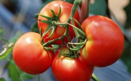 A wonderful hybrid for growing in open ground - planting tomato Juggler f1