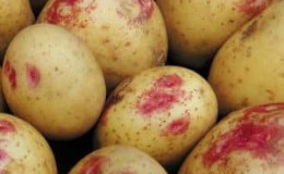 Yield, unpretentious and disease-resistant potato variety Ivan da Marya