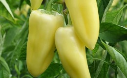 How to grow Snowfall sweet peppers on your own plot: step-by-step instructions and expert reviews