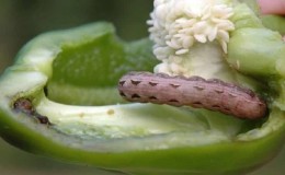 How to get rid of caterpillars on peppers