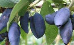 An unpretentious frost-resistant variety of honeysuckle Berel