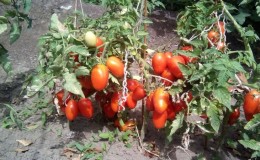 Juicy and incredibly tasty fruits straight from the garden - the Solokha tomato and the secrets of proper care for it
