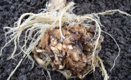 Measures to combat clubroot on cabbage