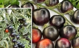 Surprise your guests and neighbors with unusual tomatoes - Black bunch tomato F1