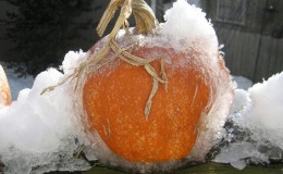 Is it possible to freeze pumpkin while retaining maximum beneficial properties: let’s explore all possible options and choose the best one