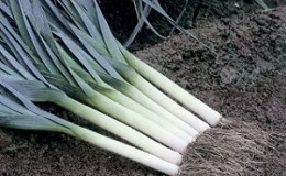 Step-by-step instructions: how to grow leeks from seedlings