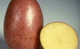 Early maturing, frost-resistant potato variety Rosalind