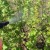 How and with what to spray currants in the spring against pests and diseases