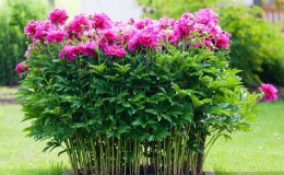 Step-by-step instructions for planting peonies in the ground in summer for beginning gardeners