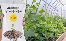 Using superphosphate to fertilize cucumbers in the garden and greenhouse