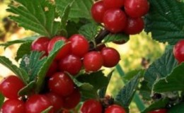 A step-by-step guide to pruning felt cherry trees in summer for beginners.