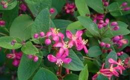 Decorative variety of honeysuckle Tatarskaya