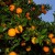 Citrus harvest: when oranges ripen in different countries of the world