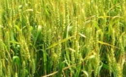 Winter wheat Moskovskaya 40: variety description