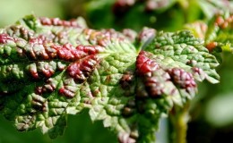 What to do if gall midge appears on currants: effective methods of control and prevention