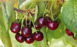 The best varieties of cherries for the Moscow region and a guide to their selection