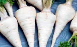 What is good about root parsley and why it is worth growing it