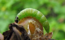 Who eats gooseberries and how to deal with pests
