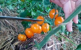 Step-by-step instructions for growing Golden Nugget tomatoes and its benefits